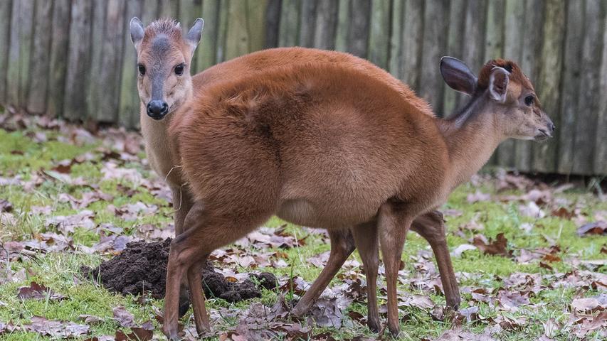 Rotducker im Nürnberger Tiergarten: Normalerweise haben sie keine zwei Köpfe... Die beiden Exemplare haben sich fürs Foto aber perfekt in Szene gesetzt.