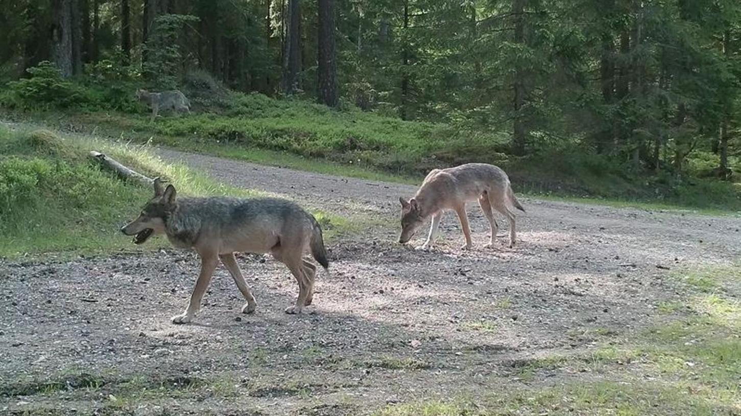 Auf Spuren der Wölfe: Forscher bald im Veldensteiner Forst unterwegs