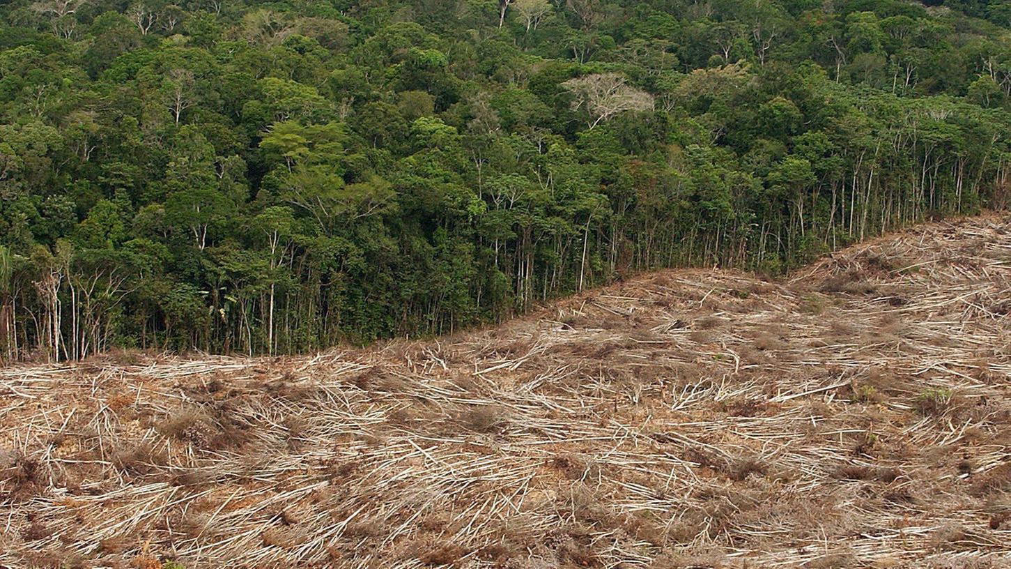 Der Urwald Brasiliens schrumpft - und das Tag für Tag.