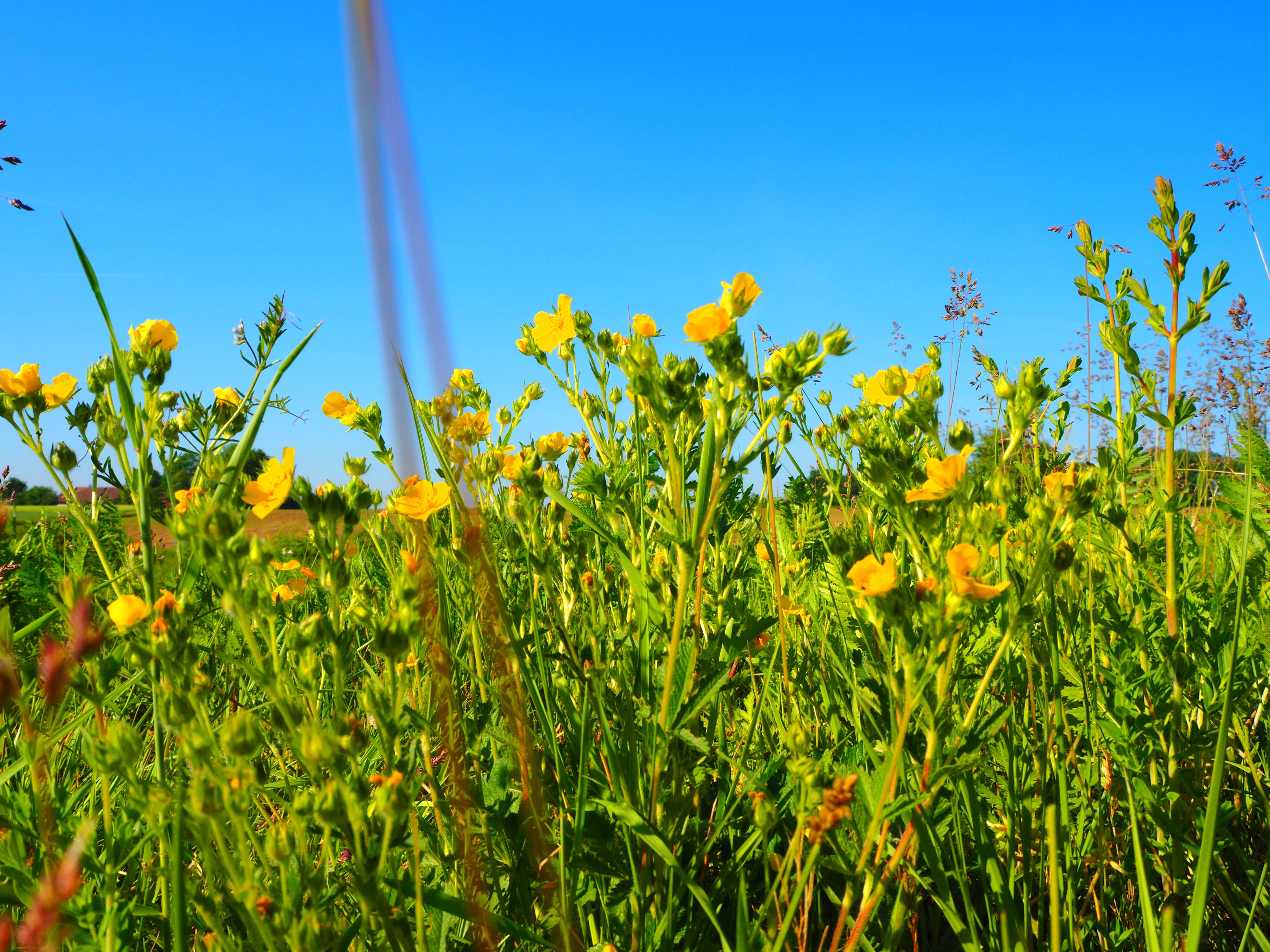 Die "Teich-Kultur-Runde" beginnt in Höchstadt und geht insgesamt 56,7 Kilometer weiter über Neuhaus und Pommersfelden. Der höchste Punkt der Strecke liegt bei 365 Metern, der niedrigste bei 263 Metern. Insgesamt müssen 325 Höhenmeter zurückgelegt werden. 