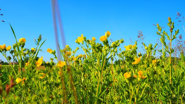 Die "Teich-Kultur-Runde" beginnt in Höchstadt und geht insgesamt 56,7 Kilometer weiter über Neuhaus und Pommersfelden. Der höchste Punkt der Strecke liegt bei 365 Metern, der niedrigste bei 263 Metern. Insgesamt müssen 325 Höhenmeter zurückgelegt werden.