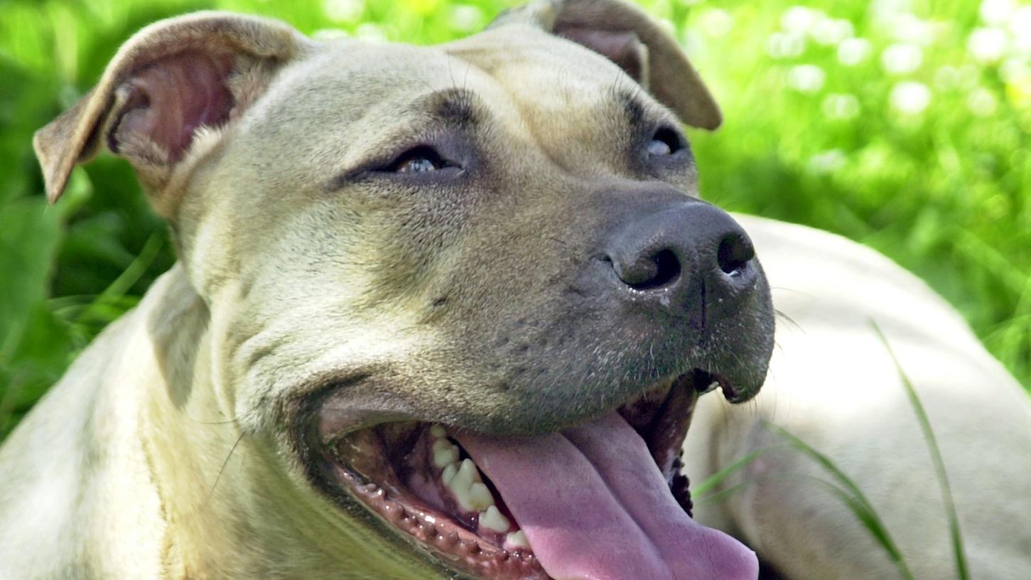 Ein Staffordshire Terrier lief einer Frau auf einem Autohof zu. Der Hund auf dem Bild hat nichts mit dem Fall zu tun.
