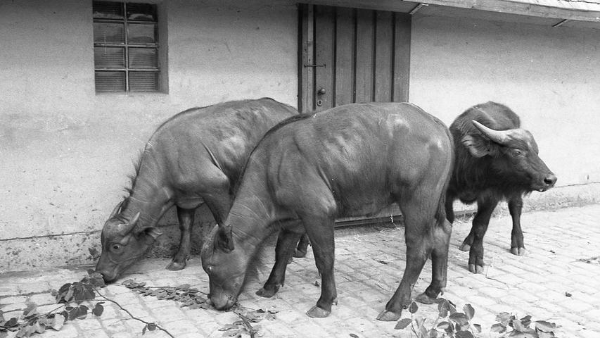 Nürnbergs Tiergarten wird attraktiver: in den ausgedehnten Gehegen sollen die zahlreich vertretenen Haustierformen sukzessive reduziert und dafür wertvollere Wildtiere angeschafft werden. Hier geht es zum Artikel vom 6. Juni 1970: Drei Kaffernbüffel für den Anfang