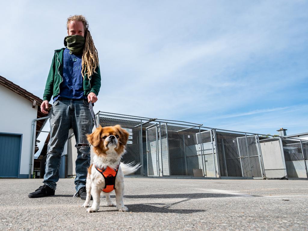 wegen corona run auf hunde und katzen aus tierheimen region nordbayern de