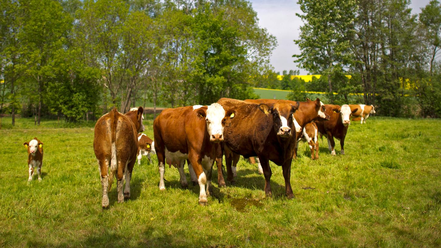 Auch bei glücklichen Kühen auf der Weide endet das Leben bislang meist mit einem stressigen Transport zum Schlachthof. Künftig sollen sie häufiger bis zuletzt in ihrer vertrauten Umgebung bleiben können.