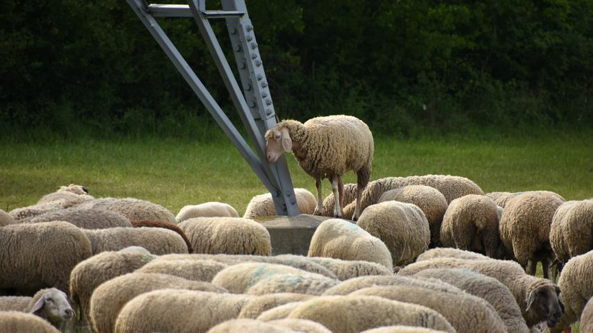 Wo die Liebe hinfällt: Dieses Schaf kuschelt lieber mit dem Strommast.