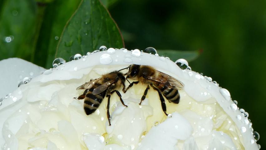 Die beiden Bienen wurden vom Schauer überrascht - und stellen sich in der Blüte unter.