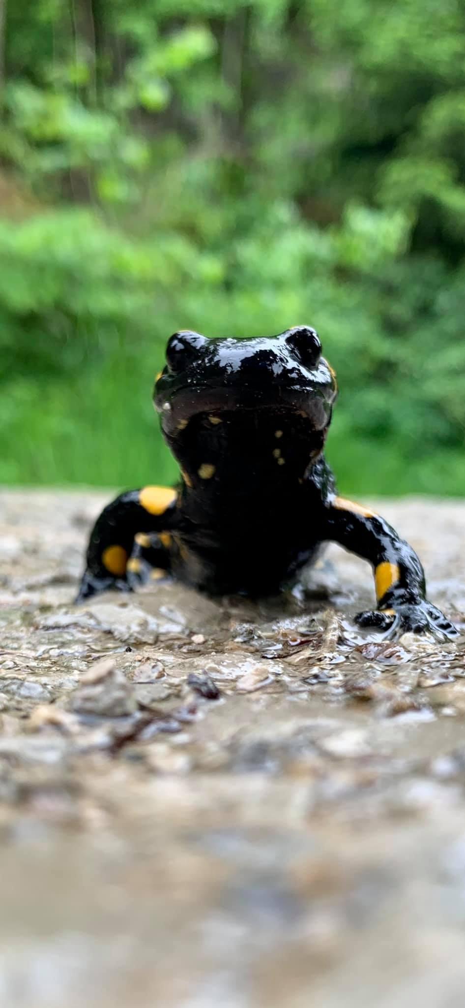 Auch bei Regen lohnt sich ein Ausflug ins Klumpertal, dann kann man zum Beispiel einem Feuersalamander begegnen. Wie der NABU schreibt, fühlt er sich in feuchten Laubmischwäldern, an Quellbächen und Quellteichen am wohlsten. Er kann bis zu 20 Zentimeter groß werden und gehört damit zu den größten heimischen Schwanzlurchen. Er ist besonders geschützt.