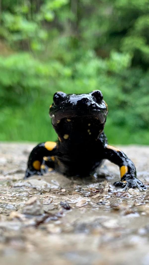 Auch bei Regen lohnt sich ein Ausflug ins Klumpertal, dann kann man zum Beispiel einem Feuersalamander begegnen. Wie der NABU schreibt, fühlt er sich in feuchten Laubmischwäldern, an Quellbächen und Quellteichen am wohlsten. Er kann bis zu 20 Zentimeter groß werden und gehört damit zu den größten heimischen Schwanzlurchen. Er ist besonders geschützt.