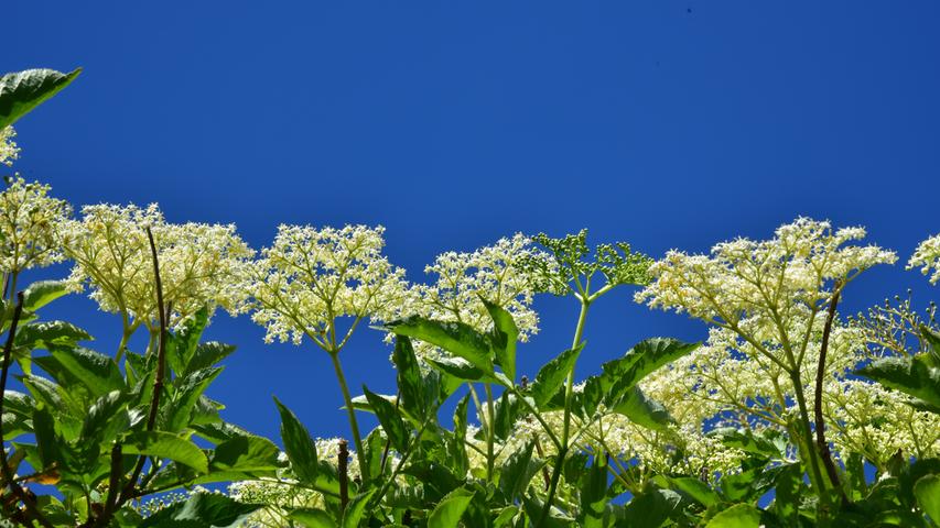 Typisch Juni: Strahlend blauer Himmel und davor weiße Holunderblüten.
