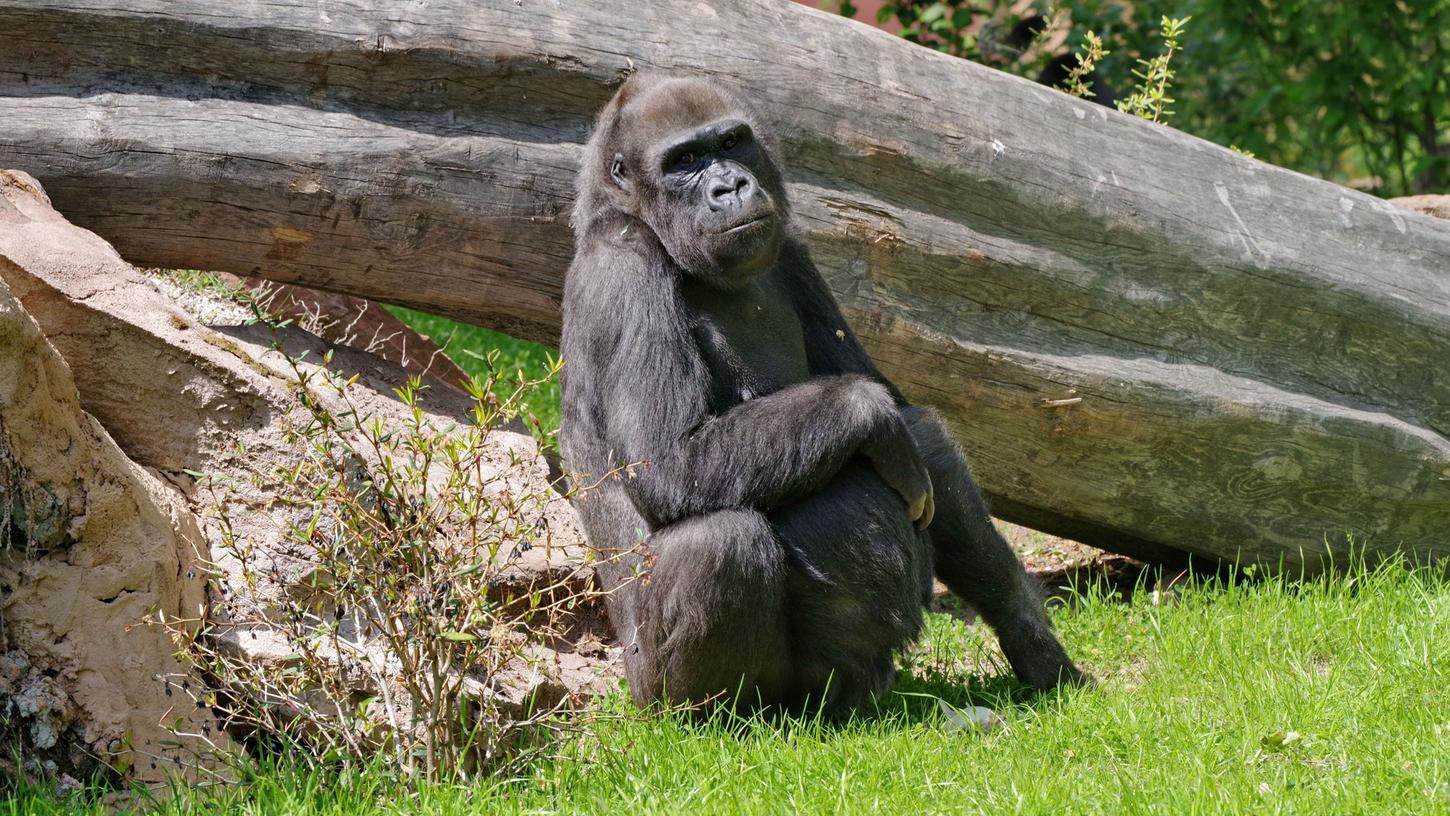 Am Dienstag musste im Tiergarten der Stadt Nürnberg das Gorilla-Weibchen Lena eingeschläfert werden, um ihr weiteres Leiden zu ersparen.