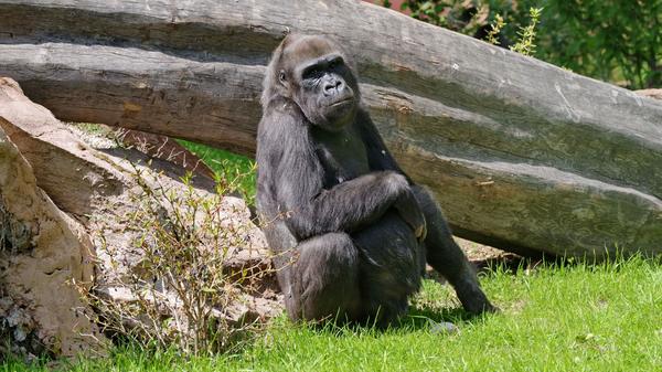 Erst im Juni 2020 musste sich der Tiergarten Nürnberg von seiner Gorilla-Dame Lena verabschieden, da sie an Krebs verstorben war. Mit 44 Jahren gehörte Lena zu den acht ältesten noch lebenden Gorillas in Zoos weltweit. Zuletzt wurde der weltweite Bestand auf nur noch 3.800 Tiere geschätzt.