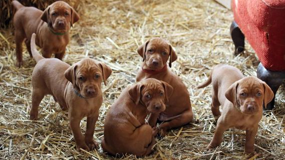 in corona zeiten wird der hund zum seelentroster region nordbayern de