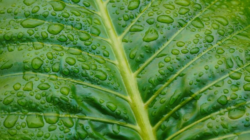 Die Regentropfen auf dem Blatt des Elefantenohr (Colocasia gigantea) spiegeln schon die ersten Sonnenstrahlen. Und das Blatt strotzt nach so viel Regen vor Kraft. Es scheint, man kann die Lebenssäfte der Pflanze fließen sehen.
