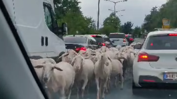 Tierisches Spektakel: Schafe legen Verkehr nahe Nürnberg lahm