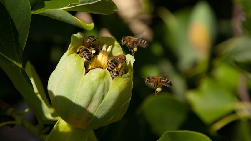 Auf die neu aufgegangenen Blüten des Tulpenbaums sind die Bienen wie von Sinnen und es ist keine Seltenheit, dass bis zu 15 Bienchen sich in einer Blüte tummeln. Wenn dann die Bienen genug haben und der Nektar ausgesaugt ist, verfärbt sich die Blüte in ein sattes Gelb.