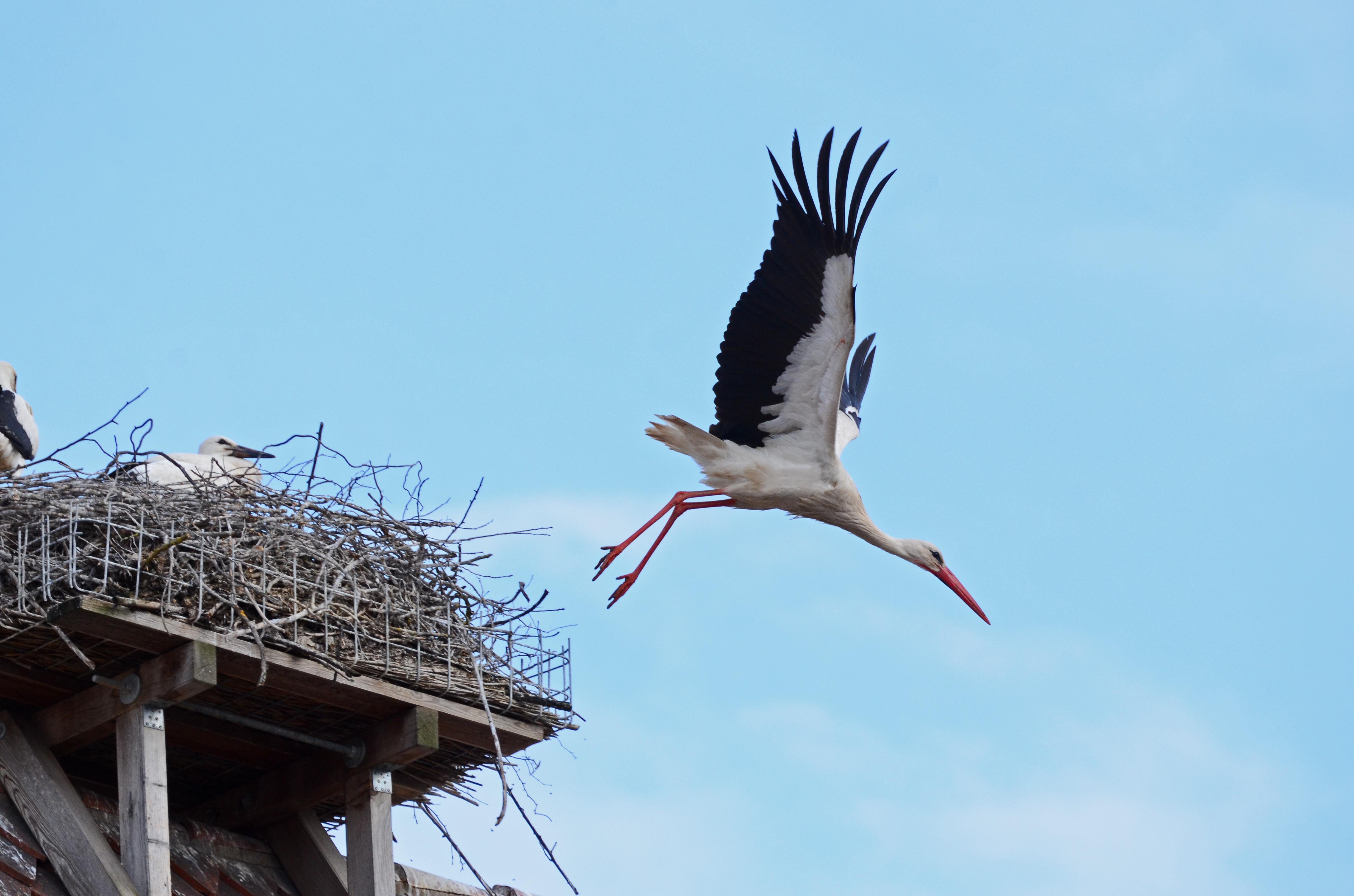 Storch