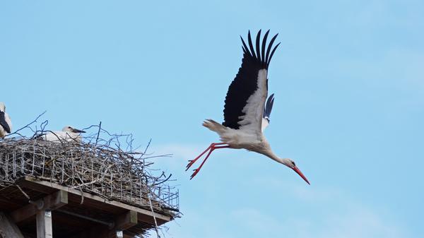 Storch