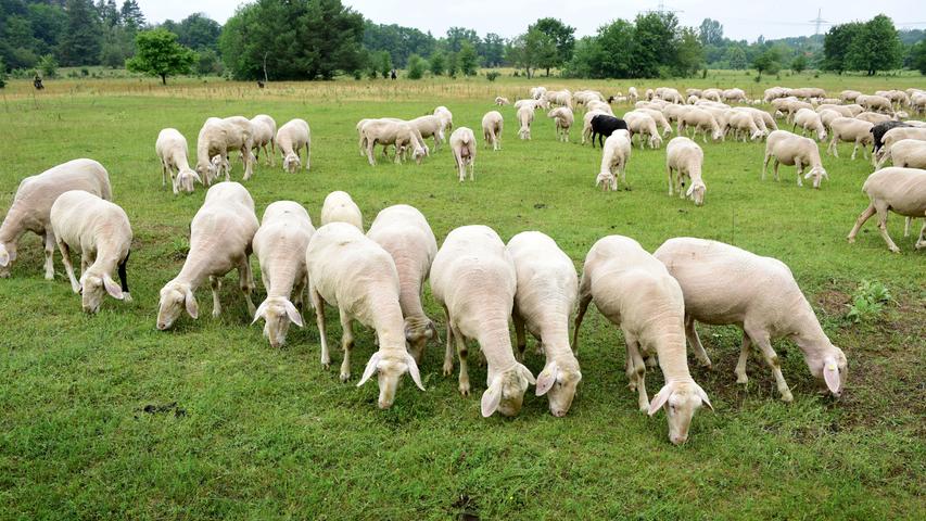 Die 700 Tiere, darunter auch einige Ziegen, ziehen bis August auf dem 213 Hektar großen Areal umher...