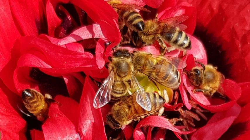 Wie beim Schlussverkauf: Die Bienen fallen geradezu über die Blüte her.