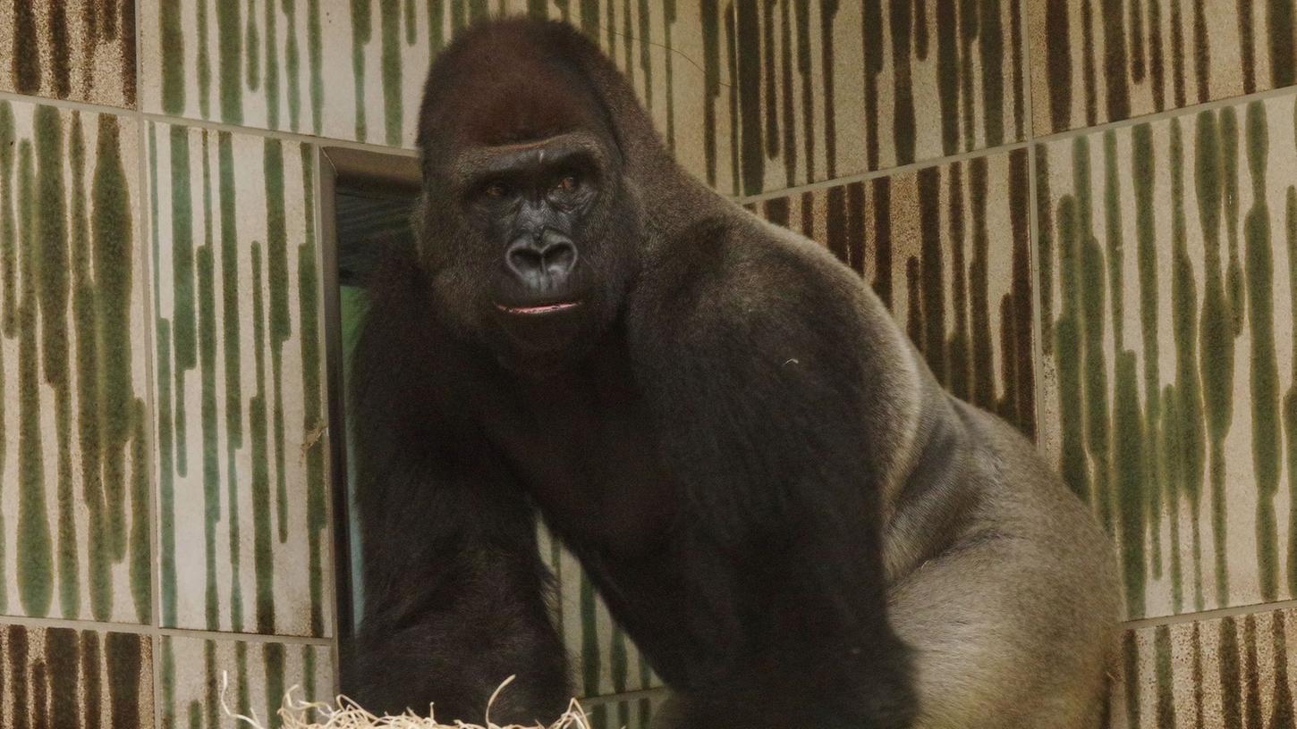 Gorilla aus dem Tiergarten Nürnberg wirft mit Hölzchen auf Besucher