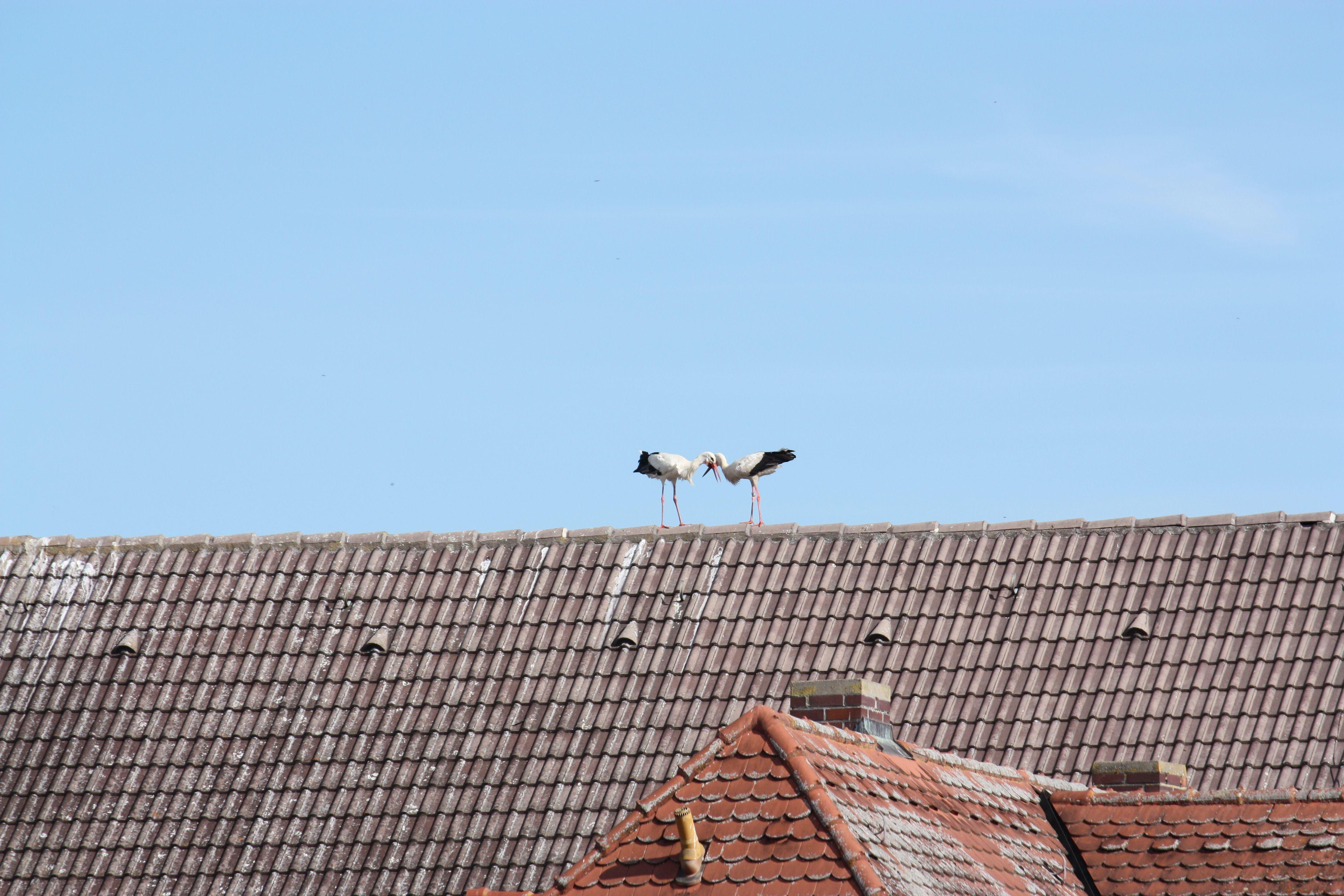 Störche, die auf Dächern herumstaksen und sich dort entweder begrüßen oder anderer Störche erwehren müssen, dieses Schauspiel kann man derzeit nahezu täglich in der Gunzenhäuser Innenstadt beobachten.