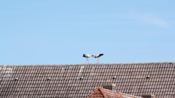 Störche, die auf Dächern herumstaksen und sich dort entweder begrüßen oder anderer Störche erwehren müssen, dieses Schauspiel kann man derzeit nahezu täglich in der Gunzenhäuser Innenstadt beobachten.