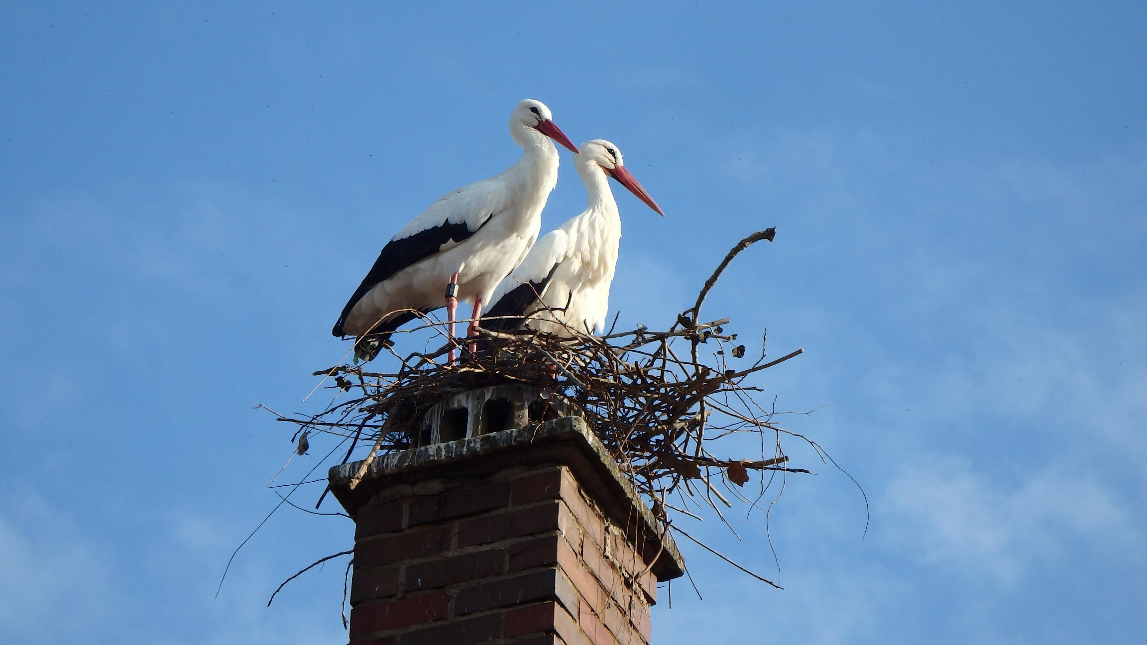 Auch in Trommetsheim wurde ein "Schwarzbau" gesichtet. Dort errichteten Meister und Meisterin Adebar ihr Nest auf einem Privatkamin. Das musste deshalb beseitigt werden.