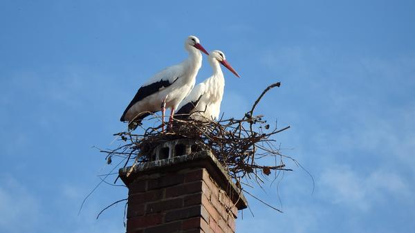 Auch in Trommetsheim wurde ein "Schwarzbau" gesichtet. Dort errichteten Meister und Meisterin Adebar ihr Nest auf einem Privatkamin. Das musste deshalb beseitigt werden.