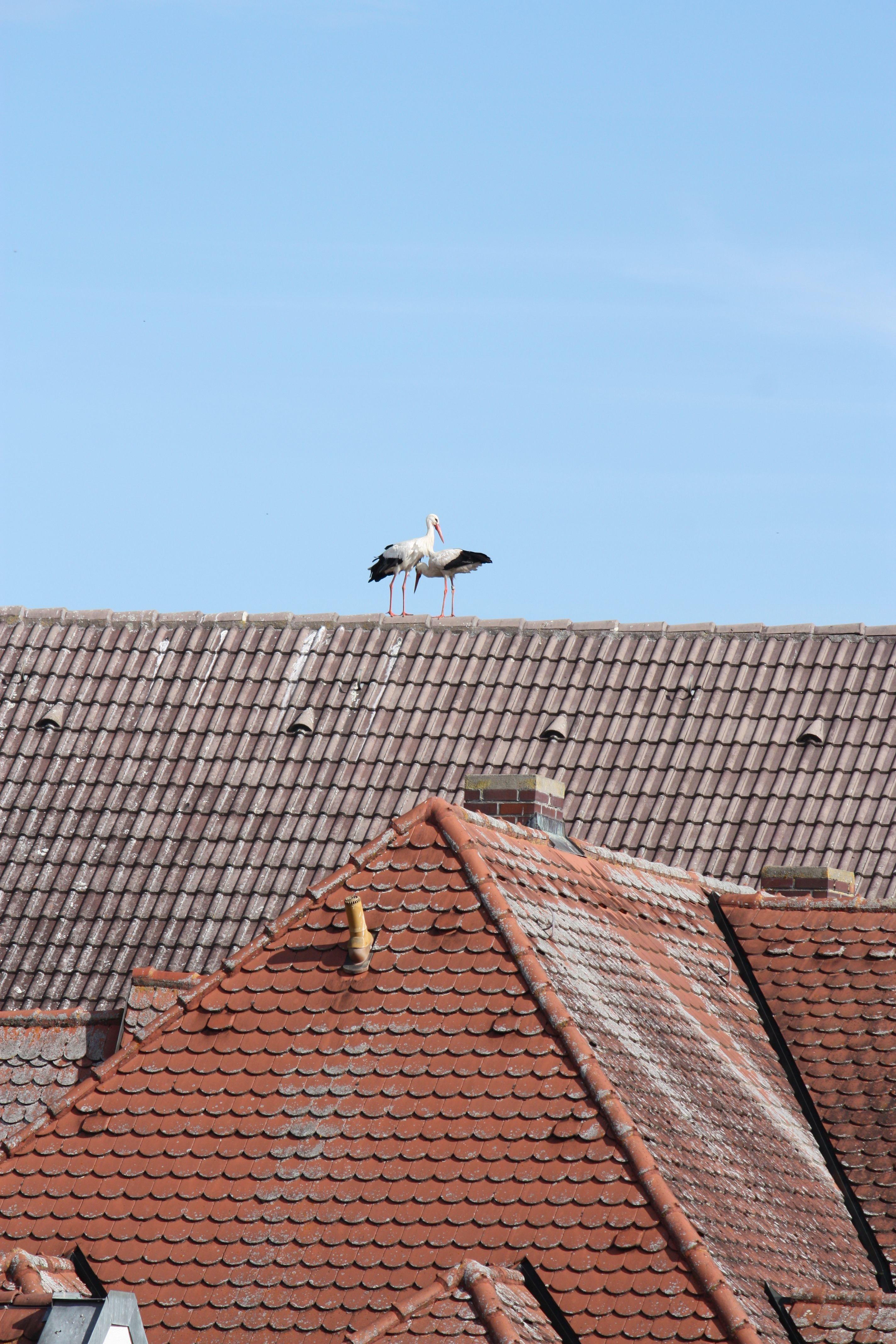 Störche, die auf Dächern herumstaksen und sich dort entweder begrüßen oder anderer Störche erwehren müssen, dieses Schauspiel kann man derzeit nahezu täglich in der Gunzenhäuser Innenstadt beobachten.