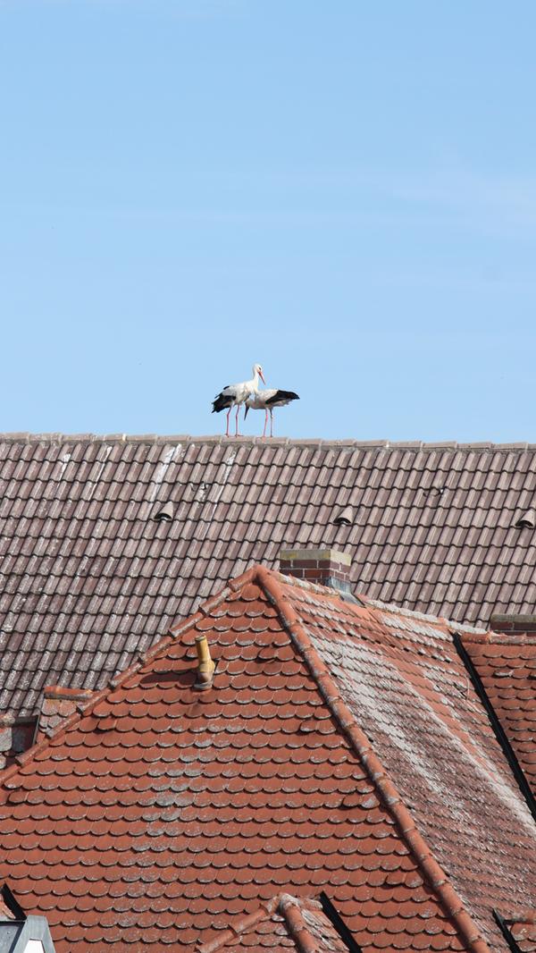 Störche, die auf Dächern herumstaksen und sich dort entweder begrüßen oder anderer Störche erwehren müssen, dieses Schauspiel kann man derzeit nahezu täglich in der Gunzenhäuser Innenstadt beobachten.