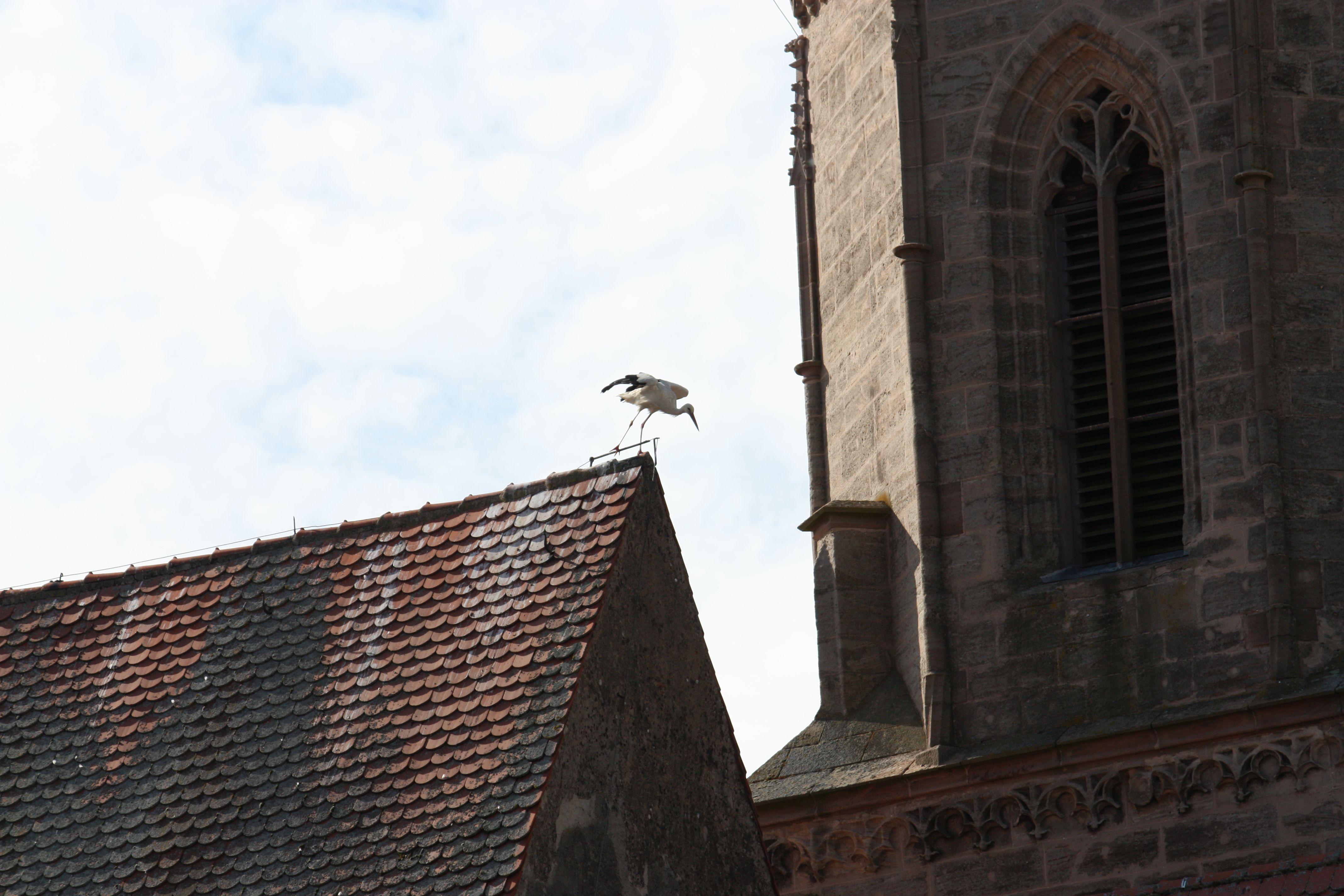 Störche, die auf Dächern herumstaksen und sich dort entweder begrüßen oder anderer Störche erwehren müssen, dieses Schauspiel kann man derzeit nahezu täglich in der Gunzenhäuser Innenstadt beobachten.