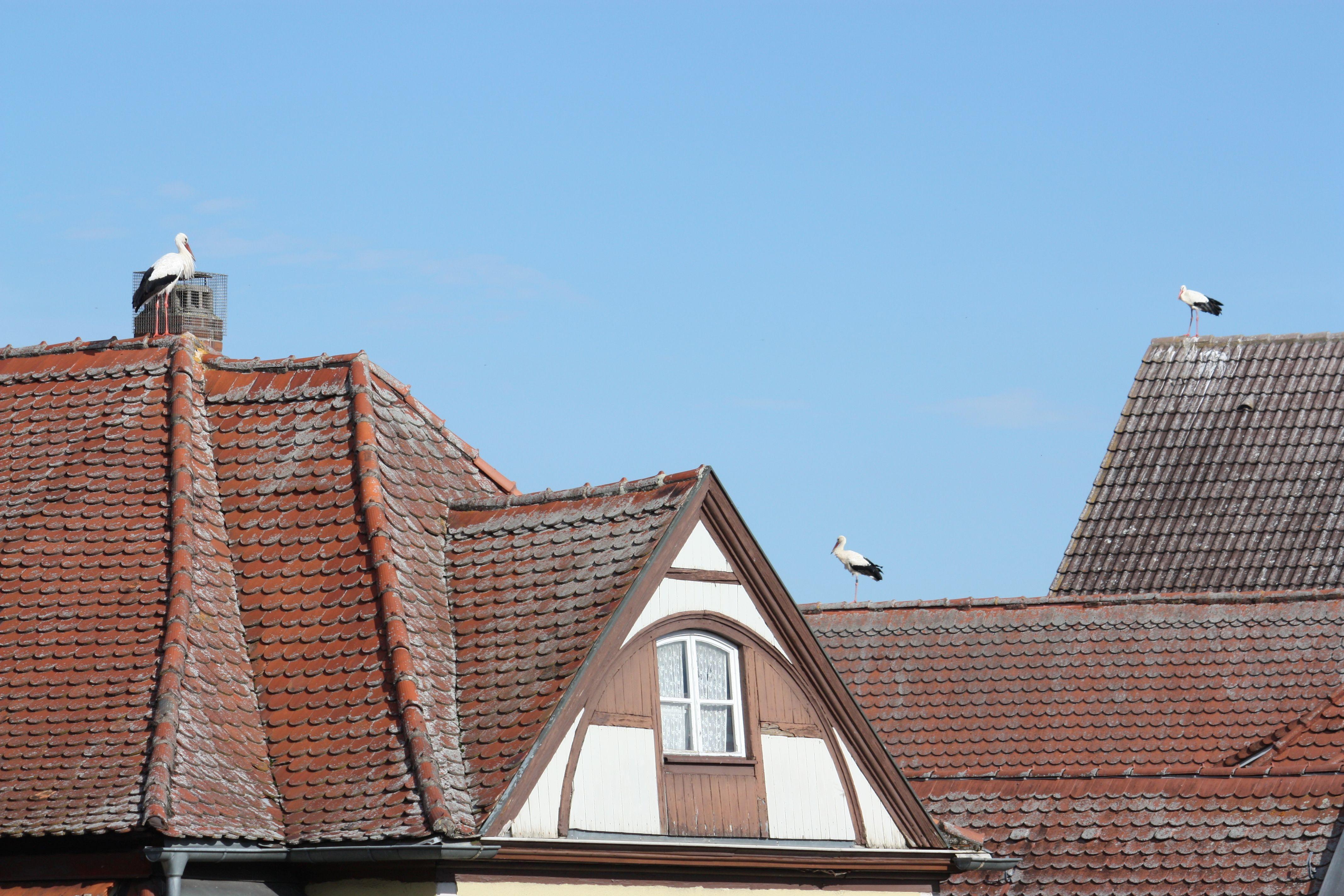 Störche, die auf Dächern herumstaksen und sich dort entweder begrüßen oder anderer Störche erwehren müssen, dieses Schauspiel kann man derzeit nahezu täglich in der Gunzenhäuser Innenstadt beobachten.