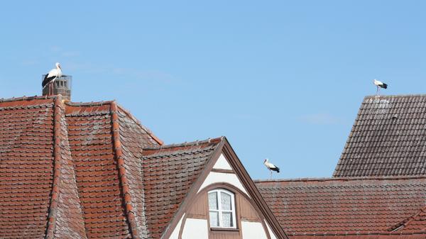 Störche, die auf Dächern herumstaksen und sich dort entweder begrüßen oder anderer Störche erwehren müssen, dieses Schauspiel kann man derzeit nahezu täglich in der Gunzenhäuser Innenstadt beobachten.