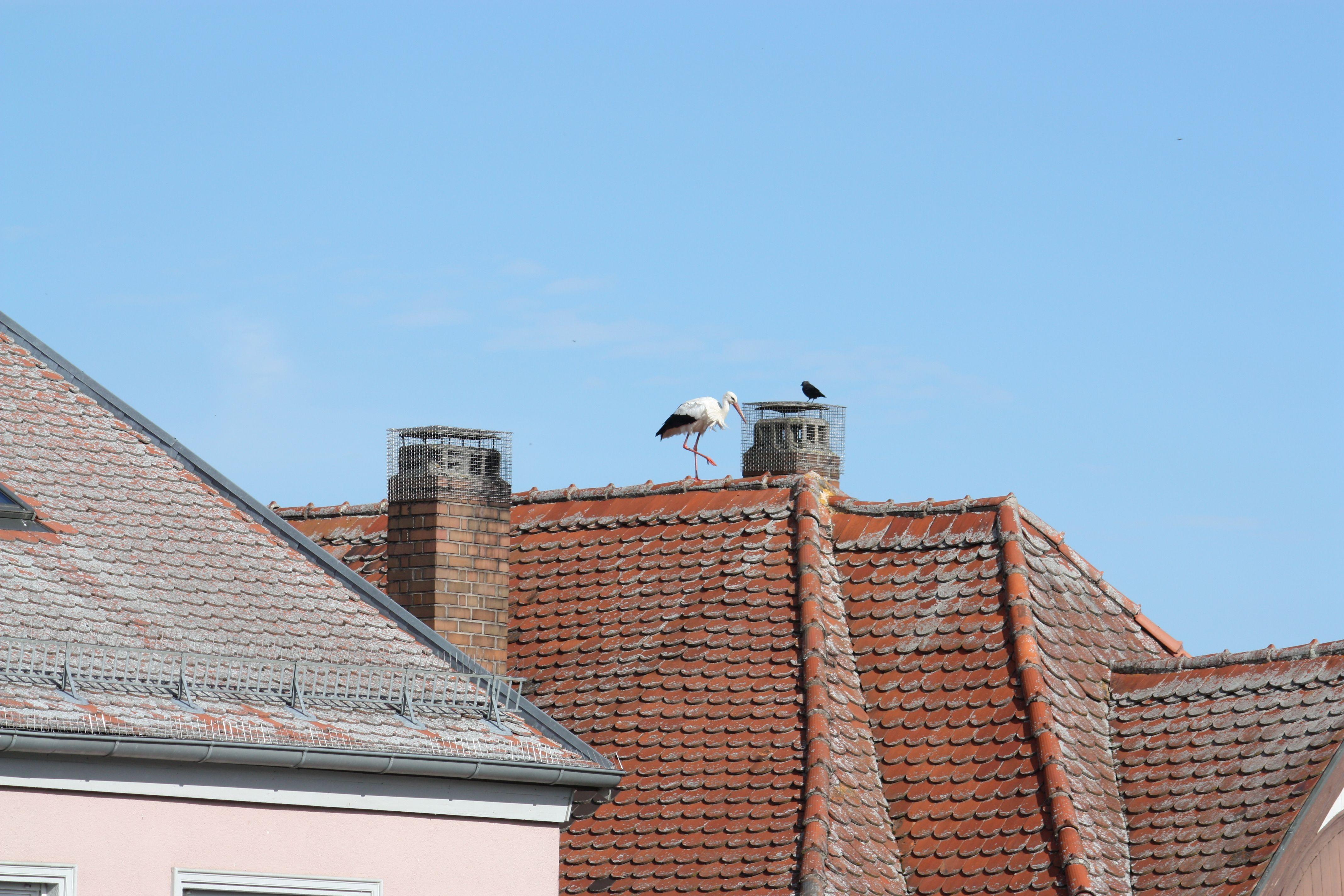 Störche, die auf Dächern herumstaksen und sich dort entweder begrüßen oder anderer Störche erwehren müssen, dieses Schauspiel kann man derzeit nahezu täglich in der Gunzenhäuser Innenstadt beobachten.