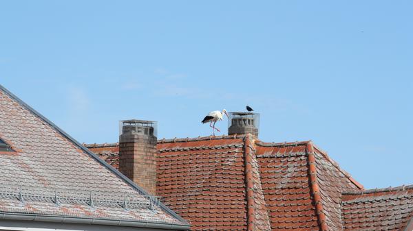 Störche, die auf Dächern herumstaksen und sich dort entweder begrüßen oder anderer Störche erwehren müssen, dieses Schauspiel kann man derzeit nahezu täglich in der Gunzenhäuser Innenstadt beobachten.