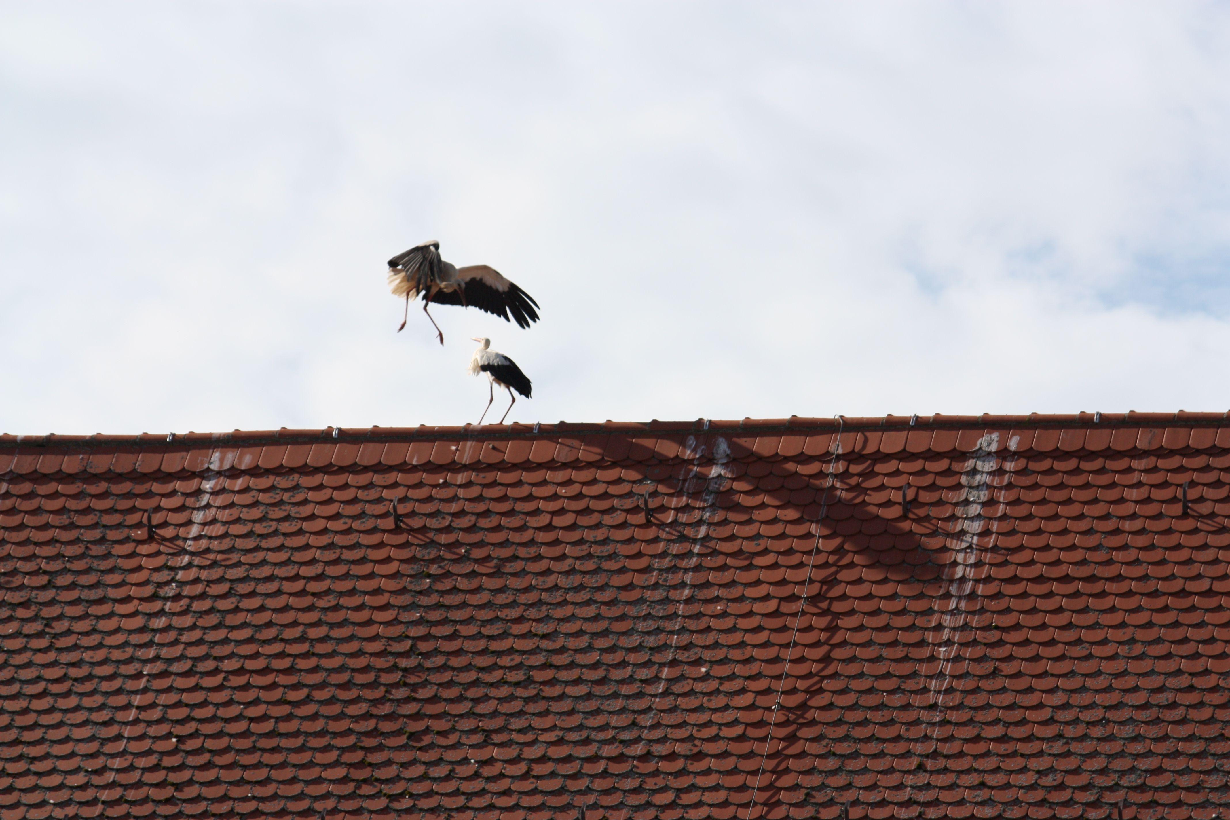 Störche, die auf Dächern herumstaksen und sich dort entweder begrüßen oder anderer Störche erwehren müssen, dieses Schauspiel kann man derzeit nahezu täglich in der Gunzenhäuser Innenstadt beobachten.