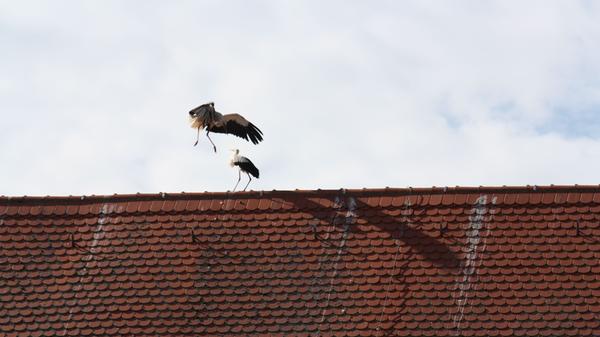 Störche, die auf Dächern herumstaksen und sich dort entweder begrüßen oder anderer Störche erwehren müssen, dieses Schauspiel kann man derzeit nahezu täglich in der Gunzenhäuser Innenstadt beobachten.