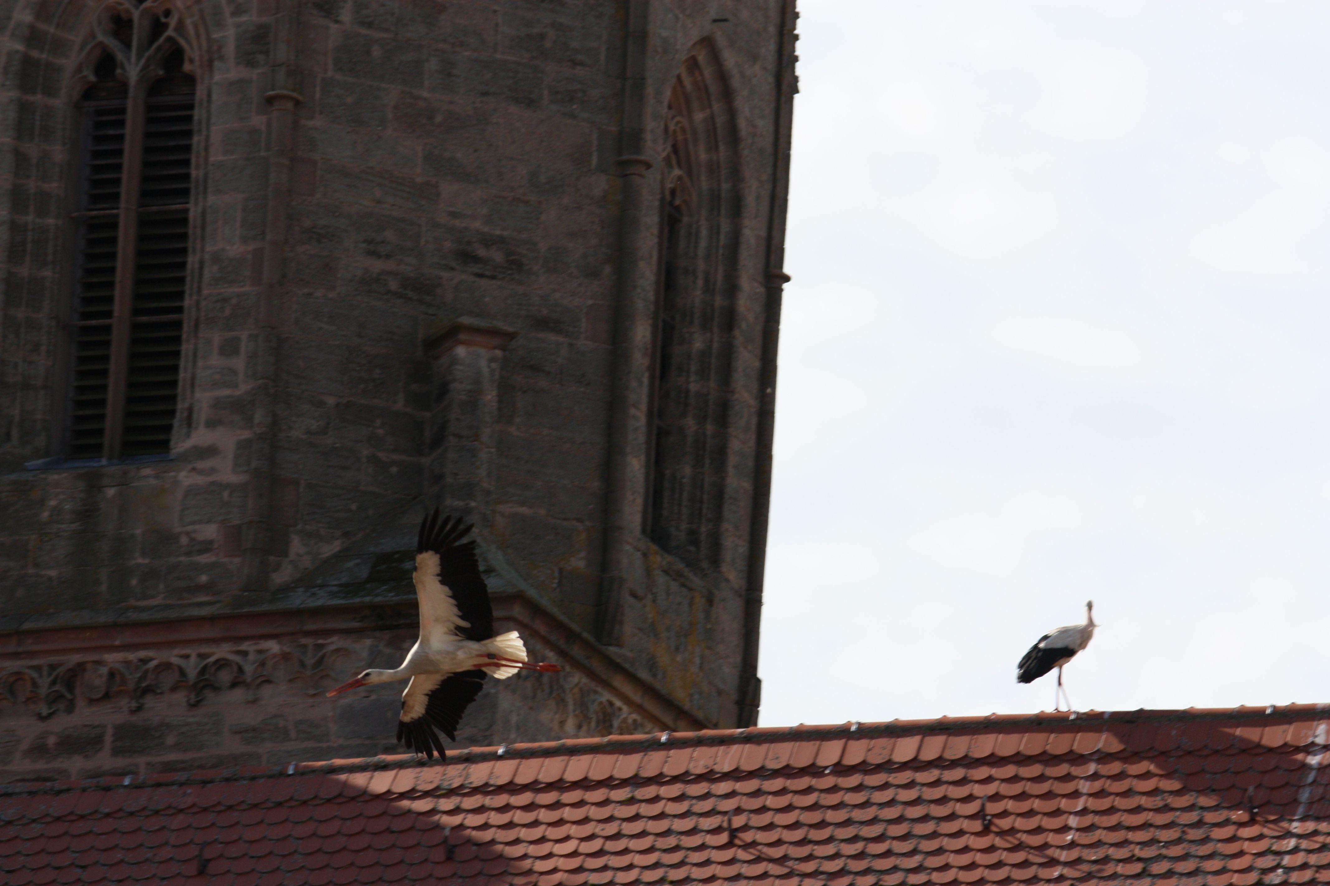 Störche, die auf Dächern herumstaksen und sich dort entweder begrüßen oder anderer Störche erwehren müssen, dieses Schauspiel kann man derzeit nahezu täglich in der Gunzenhäuser Innenstadt beobachten.