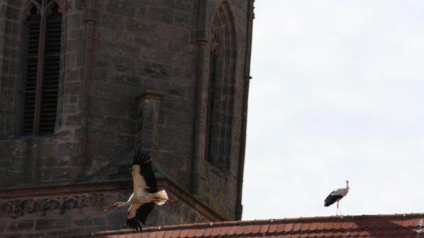 Störche, die auf Dächern herumstaksen und sich dort entweder begrüßen oder anderer Störche erwehren müssen, dieses Schauspiel kann man derzeit nahezu täglich in der Gunzenhäuser Innenstadt beobachten.