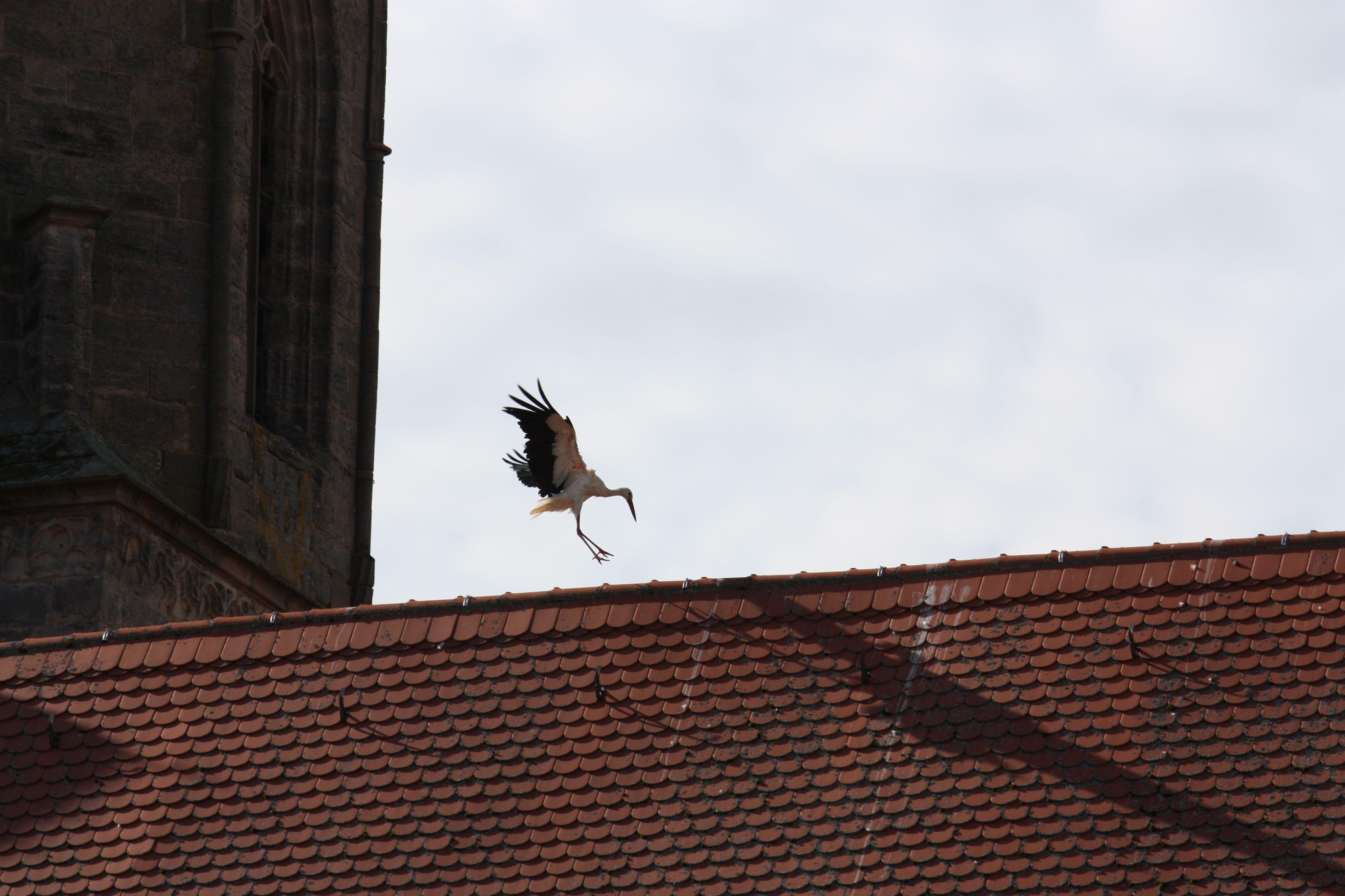 Störche, die auf Dächern herumstaksen und sich dort entweder begrüßen oder anderer Störche erwehren müssen, dieses Schauspiel kann man derzeit nahezu täglich in der Gunzenhäuser Innenstadt beobachten.