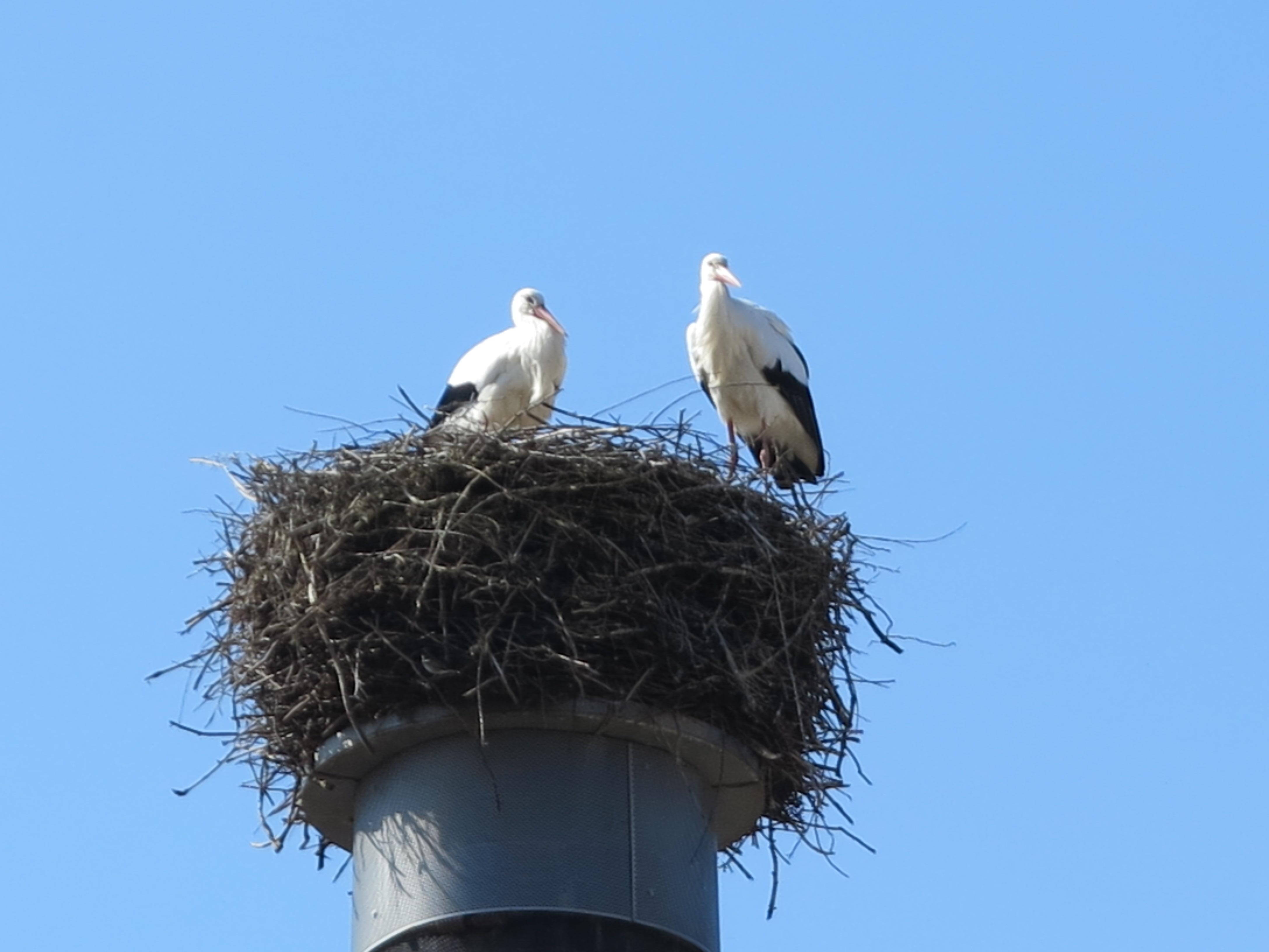 Auch in Trommetsheim wurde ein "Schwarzbau" gesichtet. Dort errichteten Meister und Meisterin Adebar ihr Nest auf einem Privatkamin. Das musste deshalb beseitigt werden.