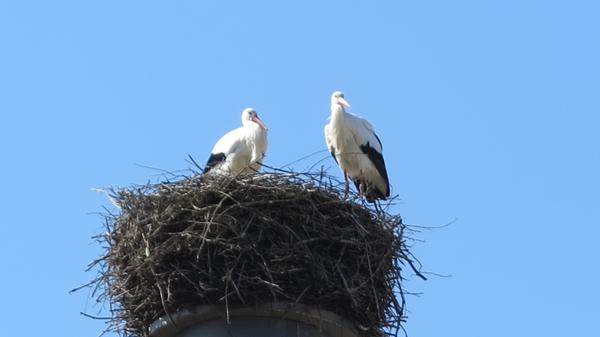 Auch in Trommetsheim wurde ein "Schwarzbau" gesichtet. Dort errichteten Meister und Meisterin Adebar ihr Nest auf einem Privatkamin. Das musste deshalb beseitigt werden.