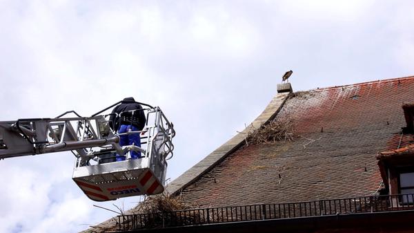 Nachdem das Storchennest auf der Gunzenhäuser Stadtkirche von einer Windboe vom Dach gefegt worden war, konnte Storchenexperte Bernhard Langenegger wenigstens eines der drei Küken retten. Unterstützt wurde er bei der Aktion von der Gunzenhäuser Feuerwehr, die ihre Drehleiter ausfuhr.