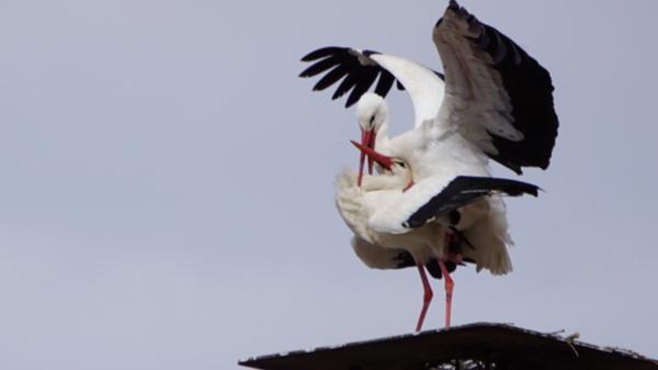 Auch auf dem Kamin des Hauses, in dem sich der Müller Markt befindet, versuchten die Störche zu Beginn der Saison ein Nest zu bauen. Allerdings erfolglos. Ein bisschen Zeit für Zärtlichkeiten blieb dabei aber allemal.