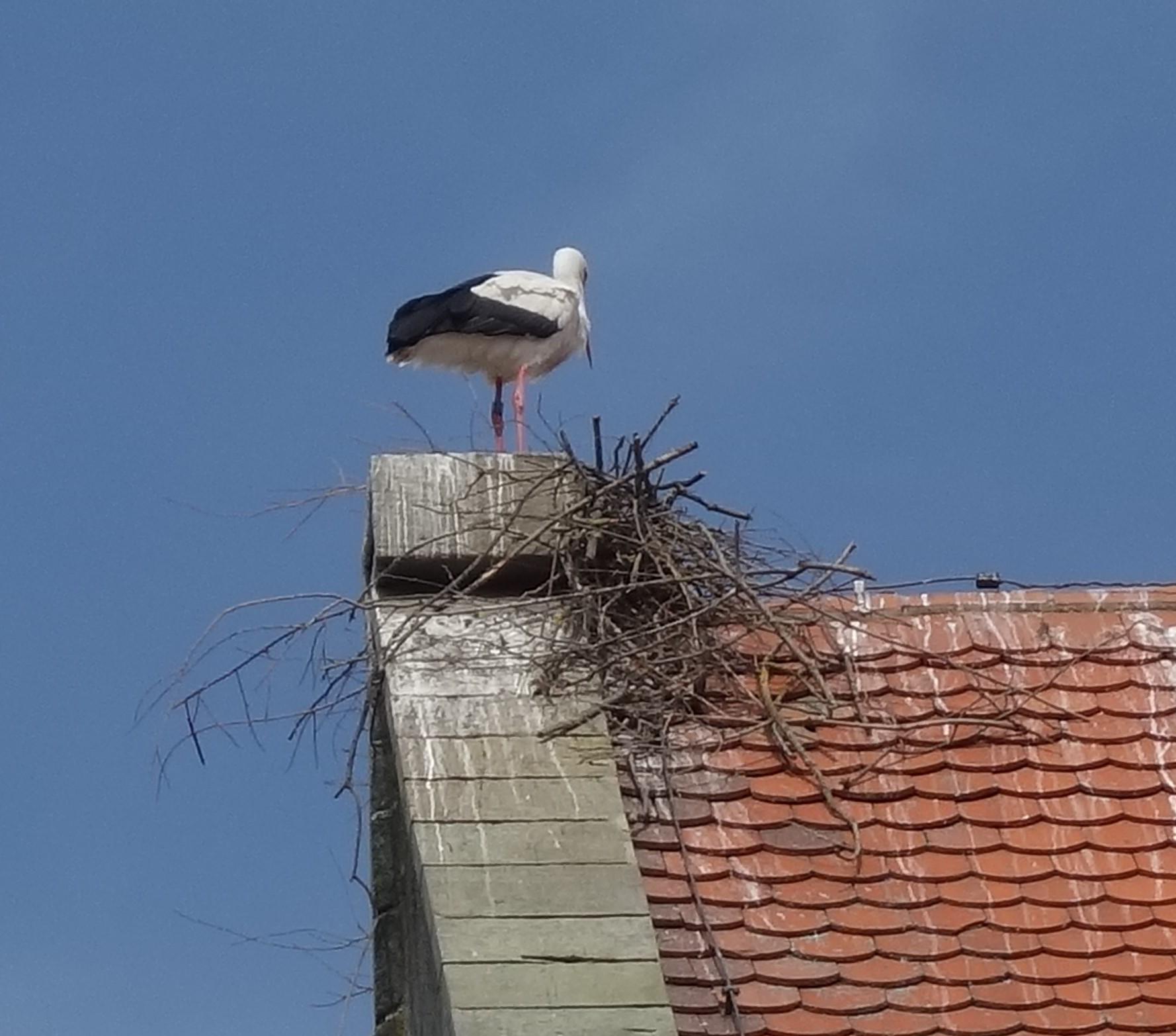 Der Horst ist zwar abgestürzt, den Platz auf dem Abschlussstein der Westfassade der Stadtkirche verteidigt das Storchenpaar aber trotzdem. Vermutlich will es dort im kommenden Jahr einen neuen Versuch starten.