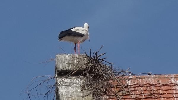 Der Horst ist zwar abgestürzt, den Platz auf dem Abschlussstein der Westfassade der Stadtkirche verteidigt das Storchenpaar aber trotzdem. Vermutlich will es dort im kommenden Jahr einen neuen Versuch starten.