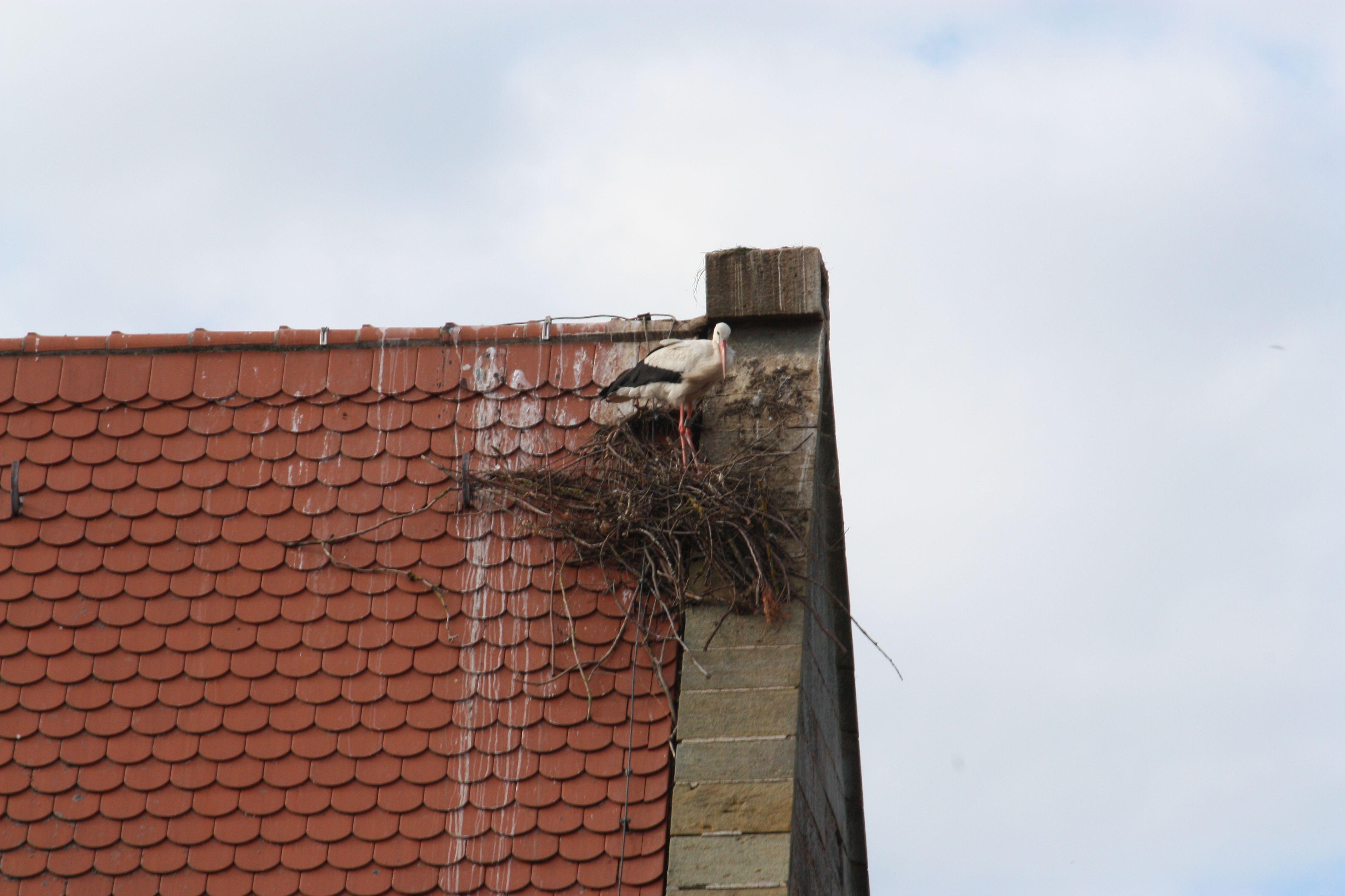 Tagelang hat das Storchenpaar die Nestreste auf dem Dach der Gunzenhäuser Kirche in Augenschein genommen, schließlich wurde sogar eine Sitzprobe gemacht. 
