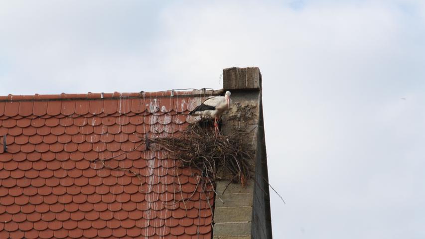 Tagelang hat das Storchenpaar die Nestreste auf dem Dach der Gunzenhäuser Kirche in Augenschein genommen, schließlich wurde sogar eine Sitzprobe gemacht. 
