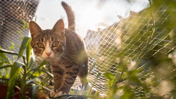 Haustiere: Geringe Fallhöhe kann für Katzen gefährlich sein